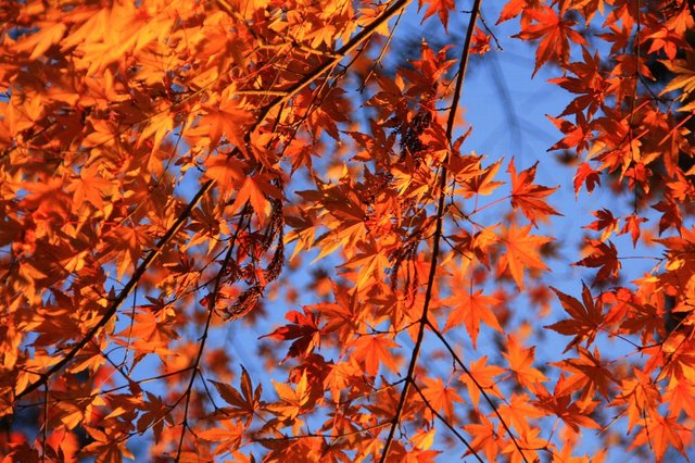 20090101_kashimajinguhatsumoude_191